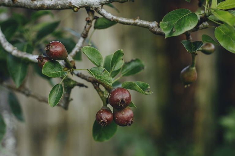 Photo of property in 17 Pekanga Drive, Fox Glacier, 7886