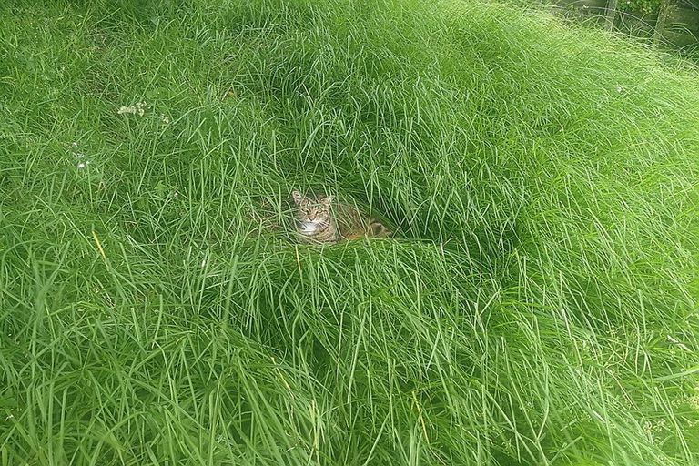 Photo of property in 6 Whaka Street, Maungaturoto, 0520