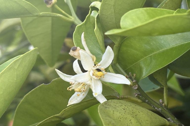 Photo of property in 10/6 Campbell Close, Whangamata, 3620