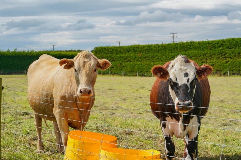 Photo of property in 53 Steel Road, West Plains, Invercargill, 9874