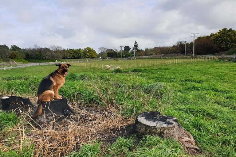 Photo of property in 7 Mahua Road, Feilding, 4777