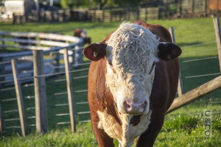 Photo of property in 1239 Peak Road, Helensville, 0875