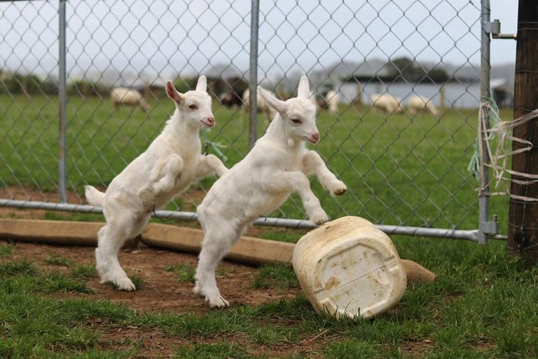 Photo of property in 23 Rameka Creek Road, Motupipi, Takaka, 7183