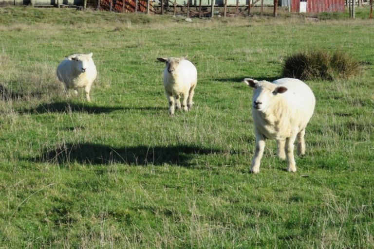 Photo of property in 24 Conlon Street, Reefton, 7830