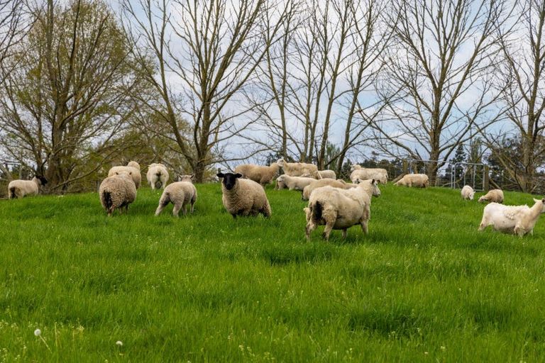 Photo of property in 4666 State Highway 1, Tokoroa, 3491