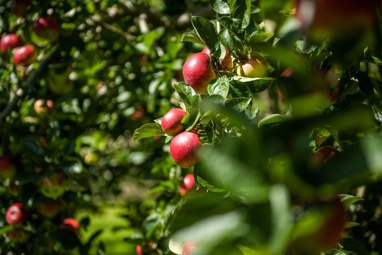 Photo of property in 546 Onamalutu Road, Onamalutu, Blenheim, 7275