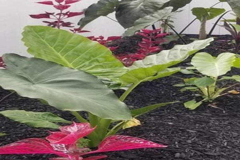 Photo of property in 26e Brennan Avenue, Te Atatu Peninsula, Auckland, 0610