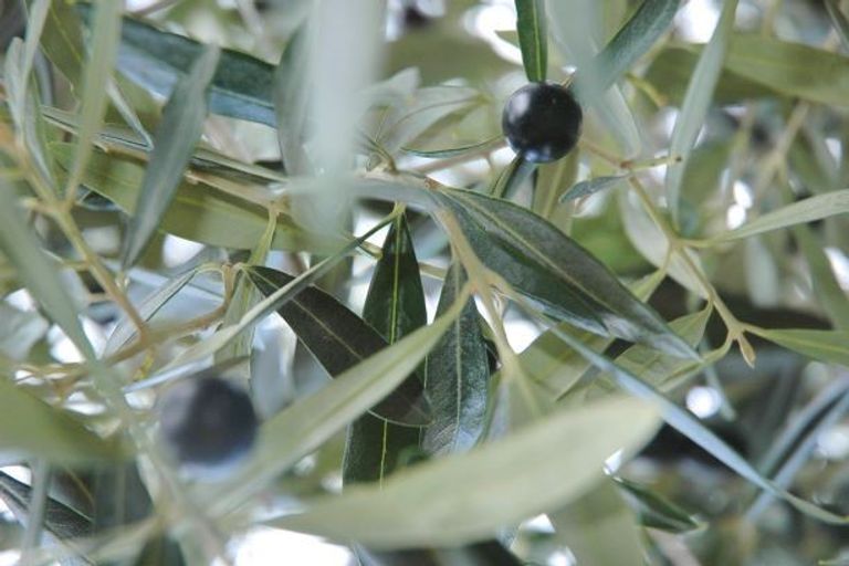 Photo of property in 12 Chamberlain Avenue, Amberley, 7481