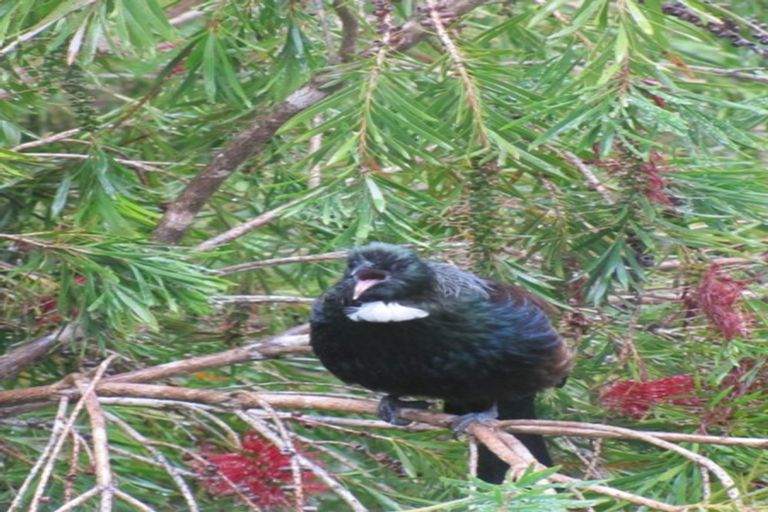 Photo of property in 45 Aucks Road, Russell, 0272