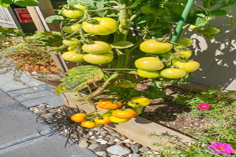 Photo of property in 5/36 Hine Street, New Plymouth, 4310