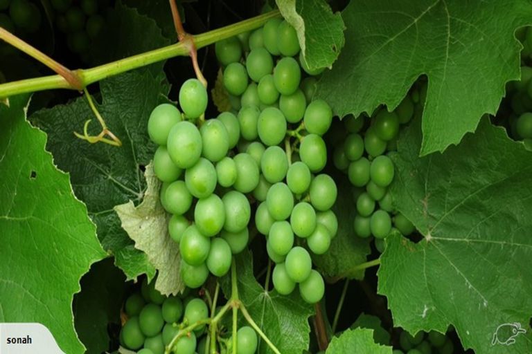 Photo of property in 112 Coronation Road, Morrinsville, 3300