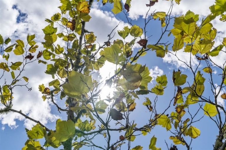 Photo of property in 5g The Prom, Coatesville, 0793