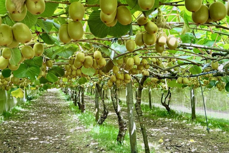 Photo of property in 29 I'anson Road, Minden, 3179