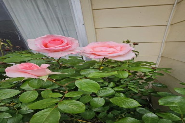 Photo of property in 11 Fergusson Avenue, Waipukurau, 4200