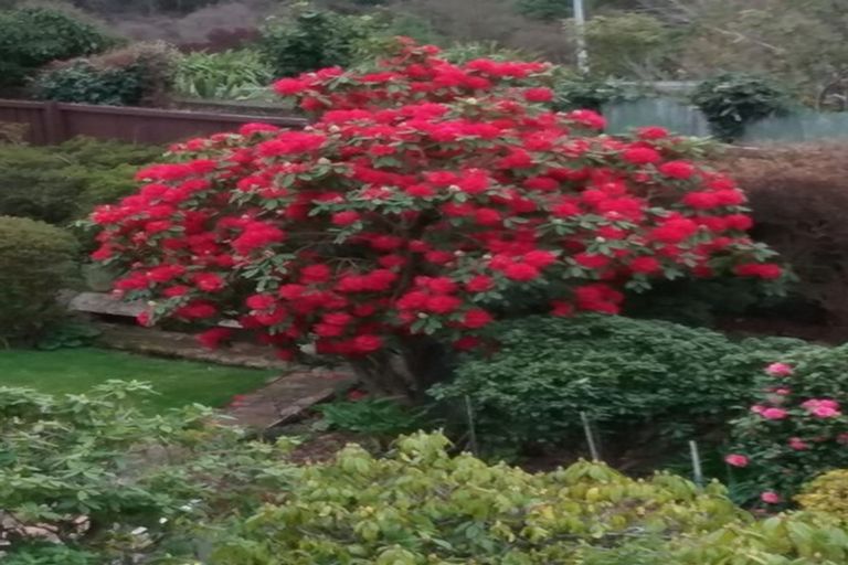 Photo of property in 16 Lisburn Avenue, Caversham, Dunedin, 9012