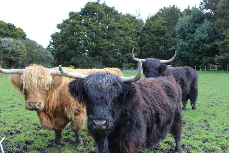 Photo of property in 529 Whatitiri Road, Poroti, Whangarei, 0179