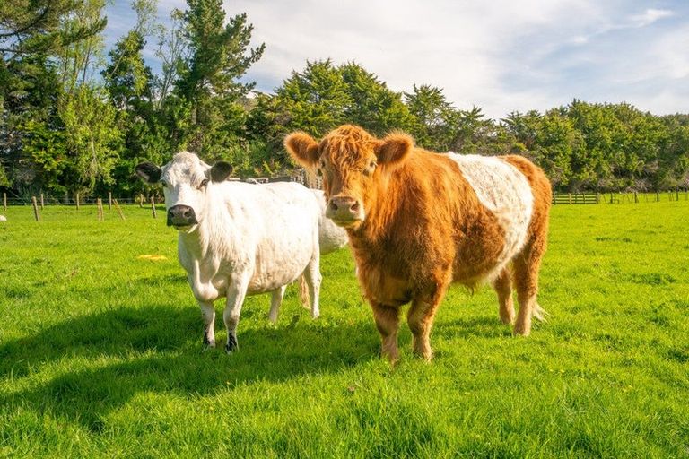 Photo of property in 48 Elizabeth Street, Waikanae, 5036