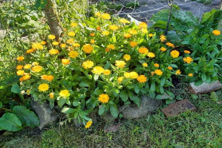 Photo of property in 11 Henderson Street, Mornington, Dunedin, 9011