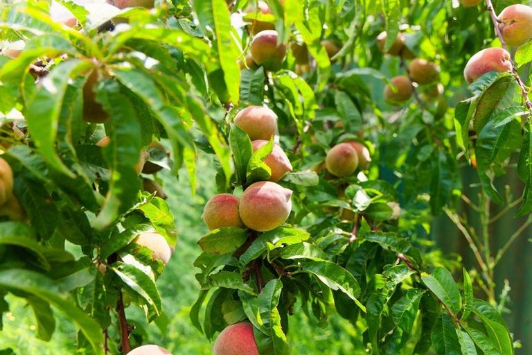 Photo of property in 1235 Parnassus Road, Ferniehurst, Cheviot, 7384