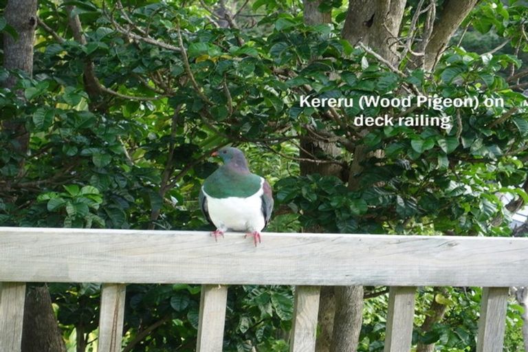 Photo of property in 1/163 Balmain Road, Birkenhead, Auckland, 0626