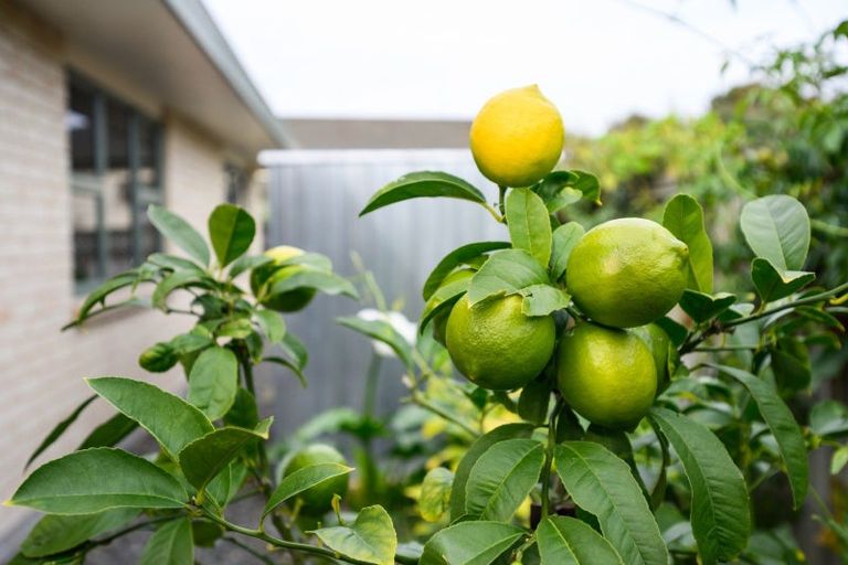Photo of property in 144 Manchester Street, Feilding, 4702