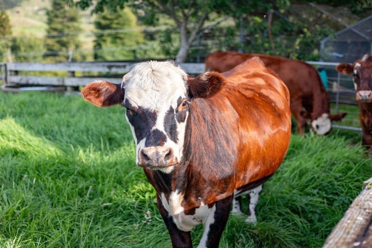 Photo of property in 1964a State Highway 23, Whatawhata, Hamilton, 3293