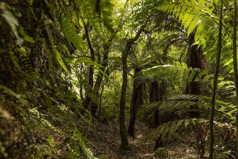 Photo of property in 920 Wakamarina Road, Wakamarina, Havelock, 7178