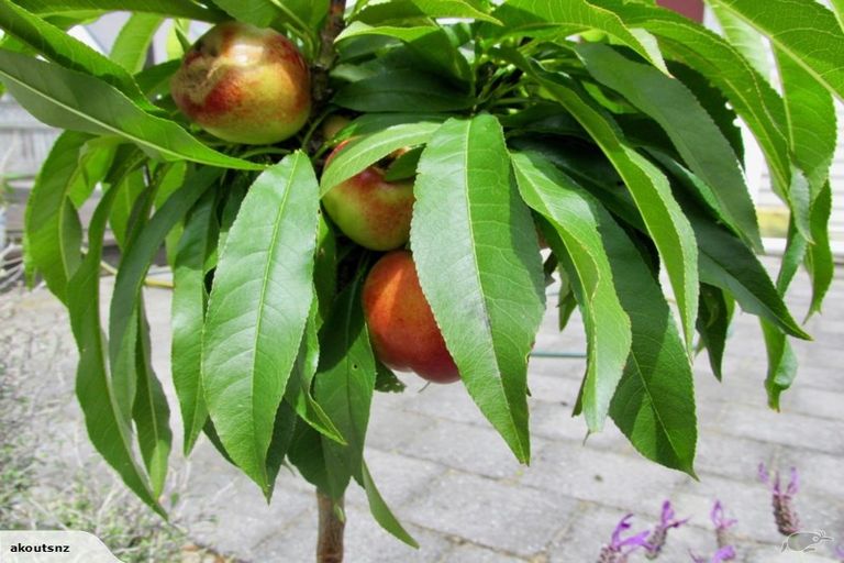 Photo of property in 59 Henderson Street, Whakatane, 3120