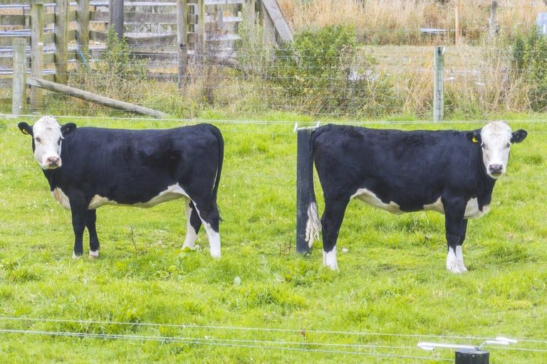 Photo of property in 365 Clintons Road, Charing Cross, Christchurch, 7671