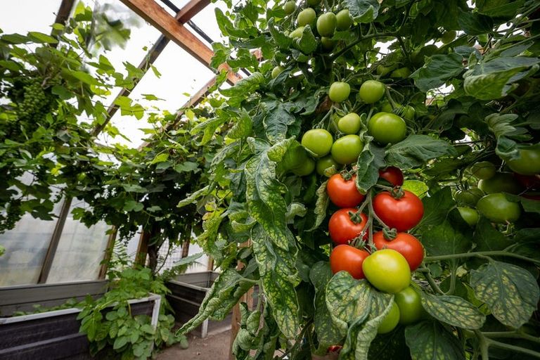 Photo of property in 28 Grove Avenue, Weston, Oamaru, 9401