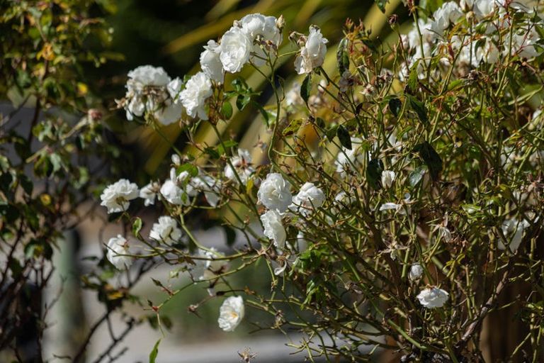 Photo of property in 27 Achilles Place, Wanaka, 9305