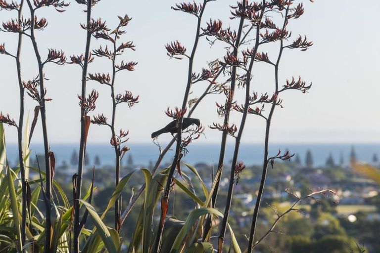 Photo of property in 32 Hillview Terrace, Mangapapa, Gisborne, 4010