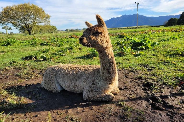 Photo of property in 106 Steele Road, Manawaru, Te Aroha, 3391