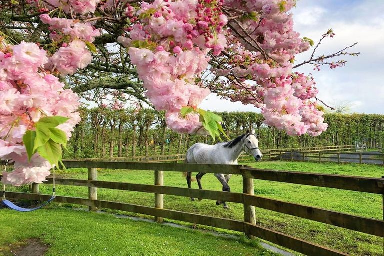 Photo of property in 49 Trentham Road, Matangi, Hamilton, 3284