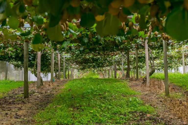 Photo of property in 37 Jacks Lane, Oropi, Tauranga, 3173