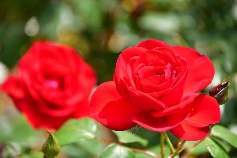 Photo of property in 14 Oliver Street, Warkworth, 0910