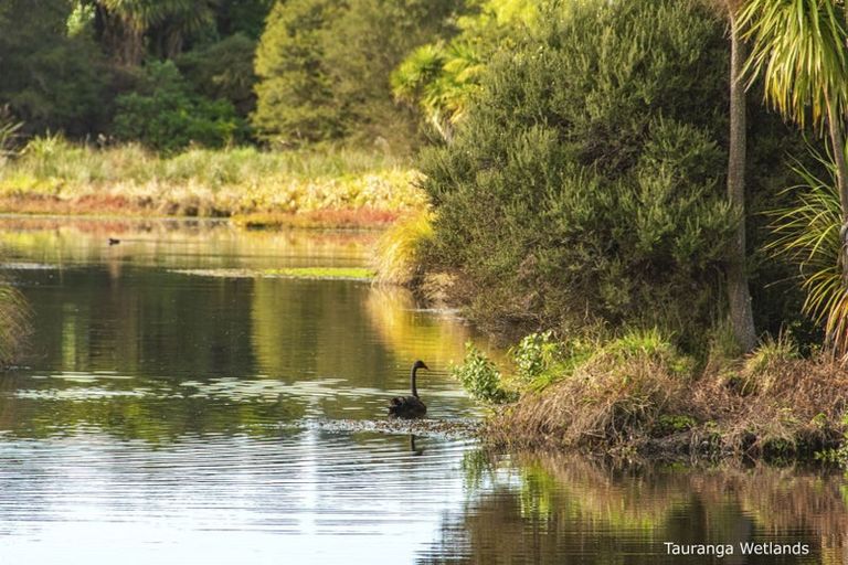 Photo of property in 307 Carmichael Road, Brookfield, Tauranga, 3110