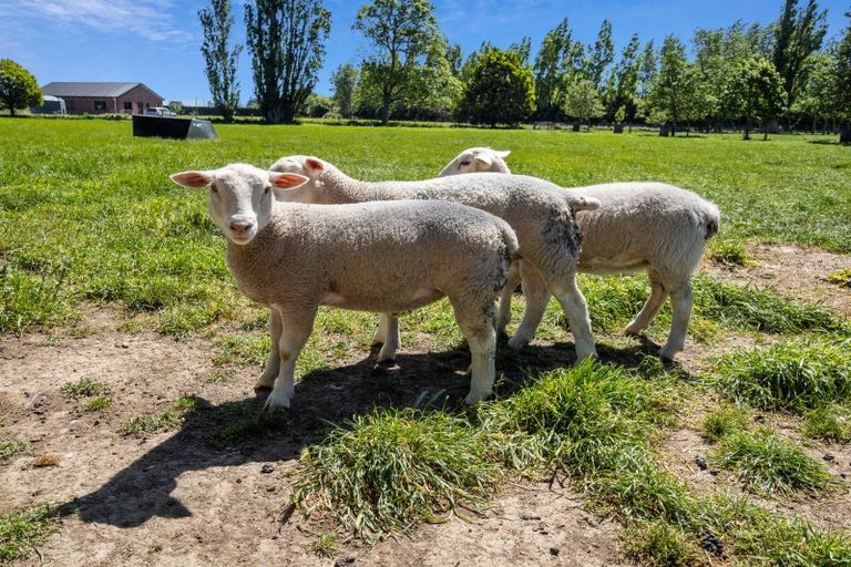 Photo of property in 119 Gartartan Road, Willowby, Ashburton, 7774