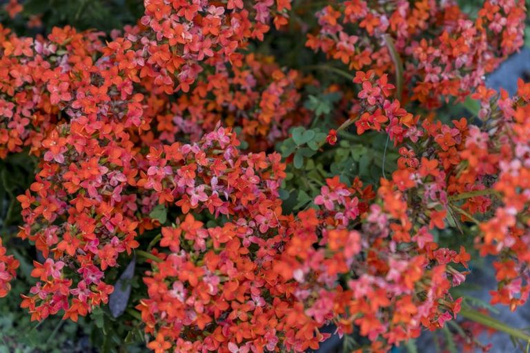 Photo of property in 20 Muscat Place, Henderson, Auckland, 0612