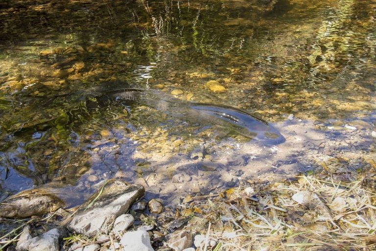 Photo of property in 101a Bulls Run Road, Moonshine Valley, Upper Hutt, 5381