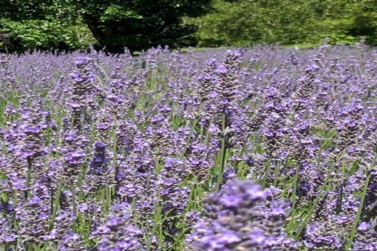 Photo of property in 9 Helland Drive, Bombay, Drury, 2579