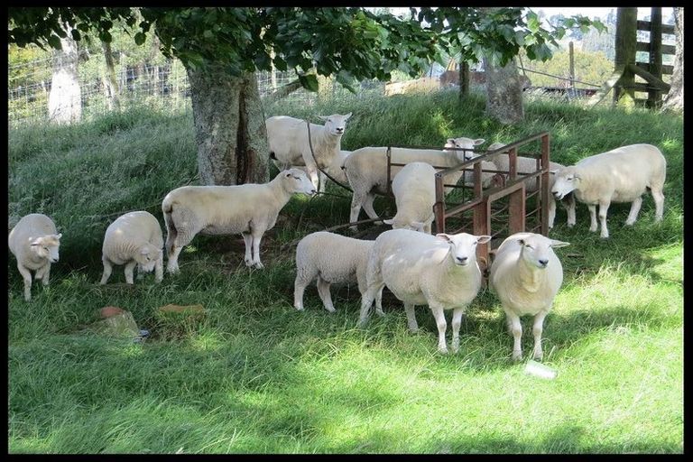 Photo of property in 146 Jackson Road, Hamurana, Rotorua, 3096