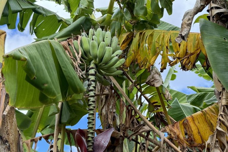 Photo of property in 710 Sommerville Road, Tangowahine, Dargaville, 0372