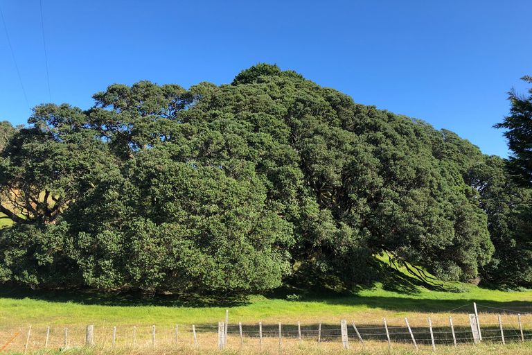 Photo of property in 107 Ohiwa Loop Road, Waiotahe, Opotiki, 3198