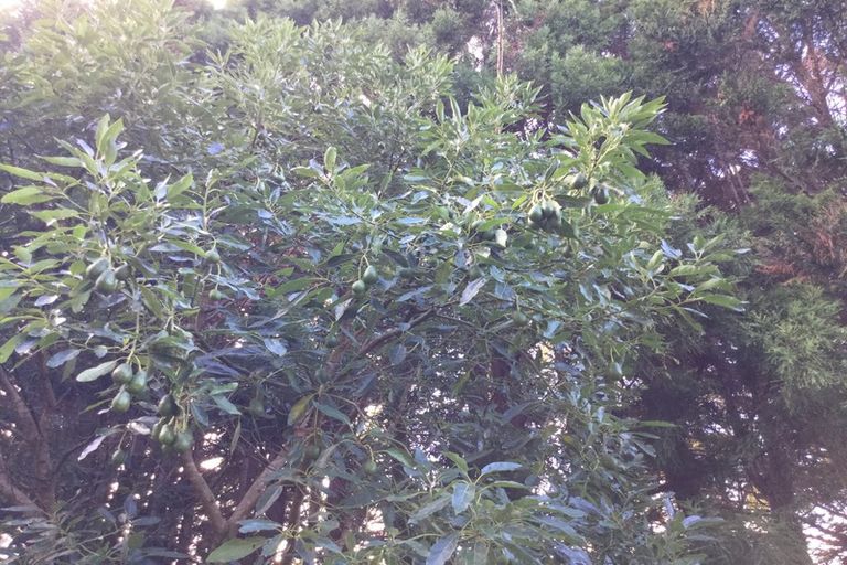 Photo of property in 88 Te Pua Road, Kaikohe, 0472