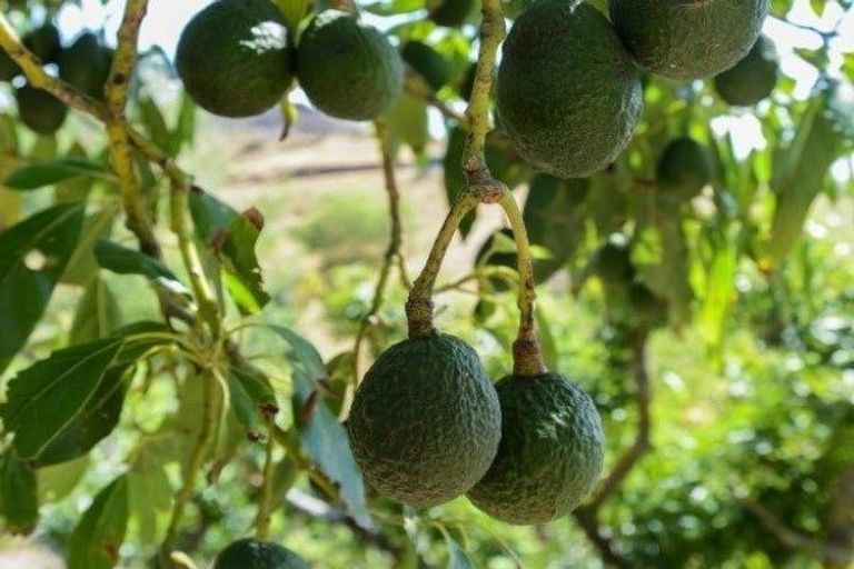 Photo of property in 55 Oak Road, Poraiti, Napier, 4112