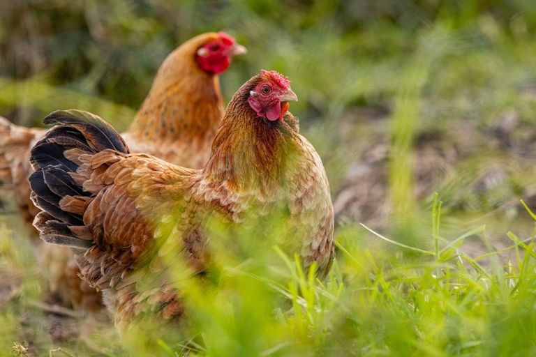 Photo of property in 1725c Ruapekapeka Road, Kawakawa, 0210