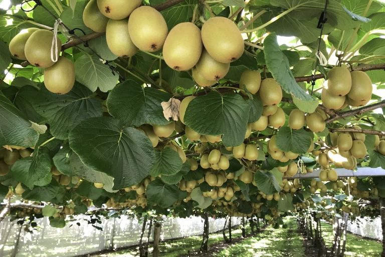 Photo of property in 92 Dudley Vercoe Drive, Te Puke, 3182