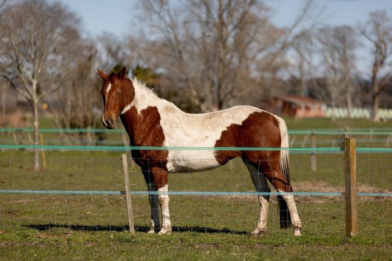 Photo of property in 84 Grieve Road, Otakiri, Whakatane, 3193
