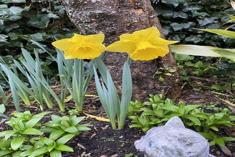 Photo of property in 6a Hart Street, Belleknowes, Dunedin, 9011